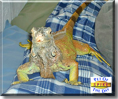 Spike, the Pet of the Day