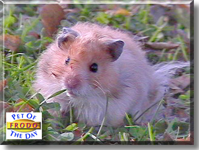Frodo, the Pet of the Day