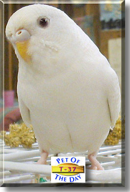 T-37, the Pet of the Day