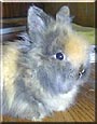 Moose the Angora Rabbit