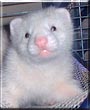Shadow the Ferret