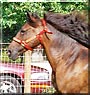 Bianca the Paso Fino Horse