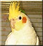 Gizmo the Cockatiel