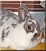 Roger the Rabbit