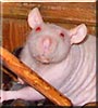 Otis the Hairless Rat