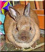 Puchiko the Dutch Rabbit