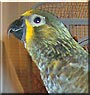 Zazoo the Duyvenbode Lory