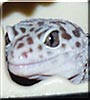 Fegu the Leopard Gecko
