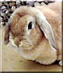 Poppy the Lop eared rabbit