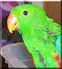KoKo the Eclectus Parrot
