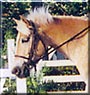 Bugsy the Welsh, Haflinger