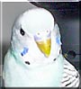Aqua the Parakeet