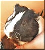 Helga the Guinea Pig