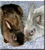 Savanna, Taz the Lionhead Rabbit