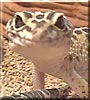 Geico the High Yellow Leopard Gecko