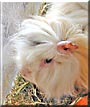Lobo the Guinea Pig