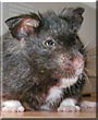 Diego Joe the teddy bear hamster