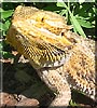 Draco the Bearded dragon