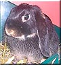 Dusty the Dwarf Lop ear