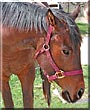 Rolo the Appendix horse