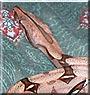 Youkai the Boa Constrictor