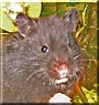 Penne the Black Bear Hamster