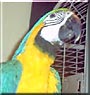 Merlin the Blue and Gold Macaw