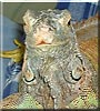 Spike the Green Iguana