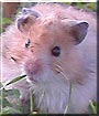 Frodo the Teddy Bear Hamster