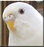 T 37 the American budgie