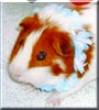 Buster the Guinea Pig