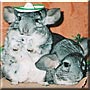 Nenia, Papo the Chinchilla
