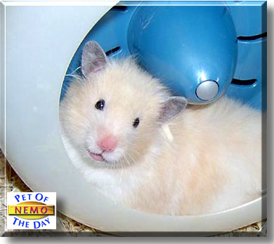 Nemo, the Pet of the Day