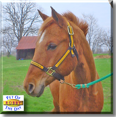 Robby, the Pet of the Day