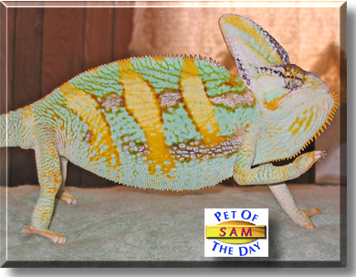 Sam, the Pet of the Day