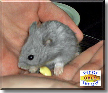 Oreo, the Pet of the Day