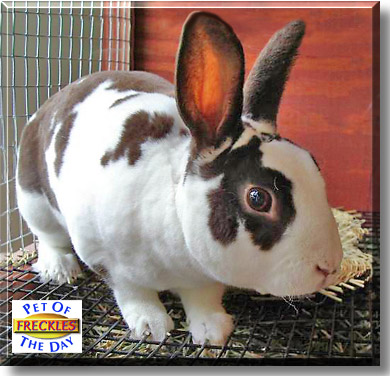 Freckles, the Pet of the Day
