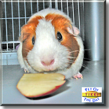 Tikki, the Pet of the Day