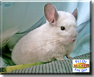 Mickey, the Pet of the Day