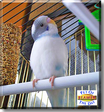 Beamer, the Pet of the Day