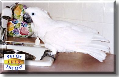 Lulu, the Pet of the Day