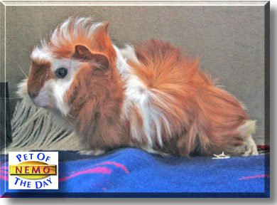 Nemo, the Pet of the Day