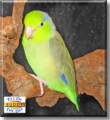 Buddy, the Pet of the Day