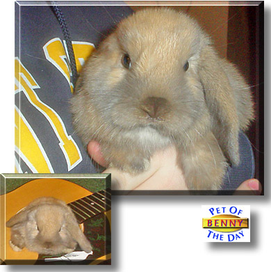 Benny, the Pet of the Day