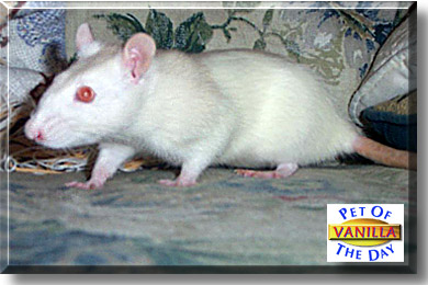 Vanilla, the Pet of the Day