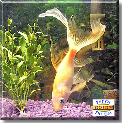 Goldy, the Pet of the Day