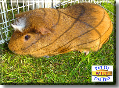 Wilf, the Pet of the Day