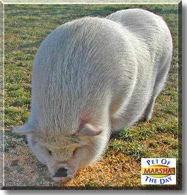 Marsha, the Pet of the Day