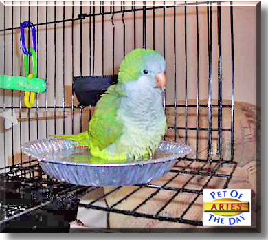 Aries, the Pet of the Day