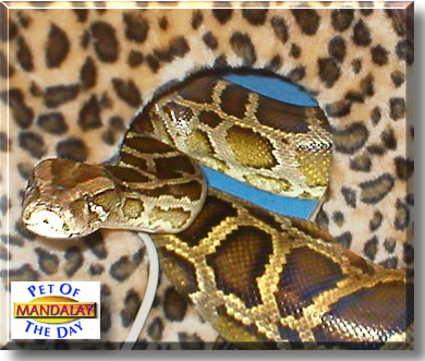 Mandalay, the Pet of the Day